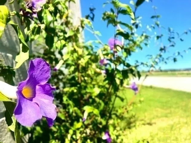 Imagem 15: Terreno em Condomínio Aqualina