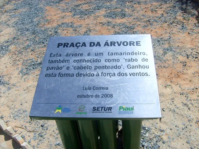 Imagem 6: Terreno Ao Lado da Arvore Penteada
