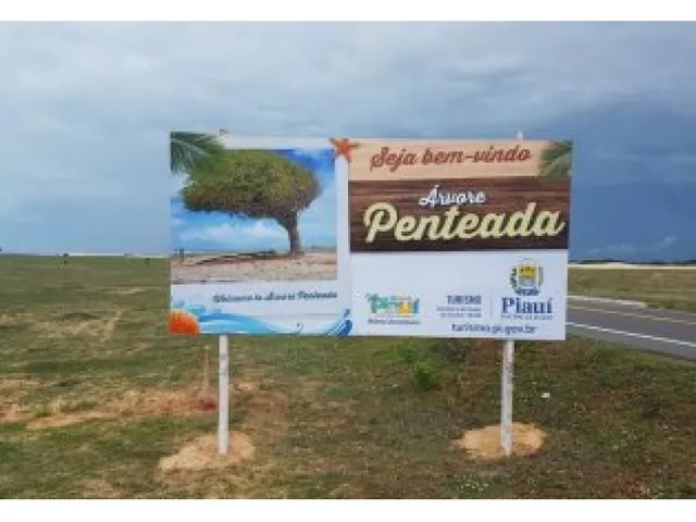 Imagem 4: Terreno Ao Lado da Arvore Penteada