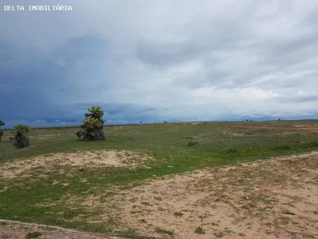 Imagem 5: Terreno Ao Lado da Arvore Penteada