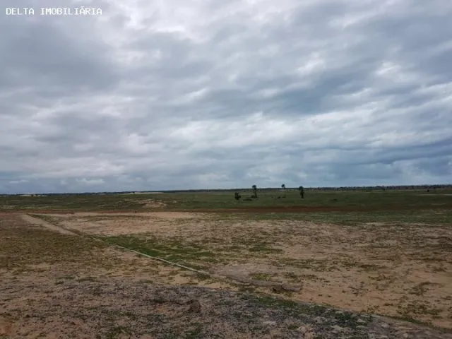 Imagem 2: Terreno Ao Lado da Arvore Penteada