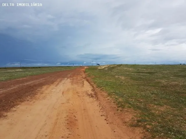 Imagem 11: Terreno Ao Lado da Arvore Penteada