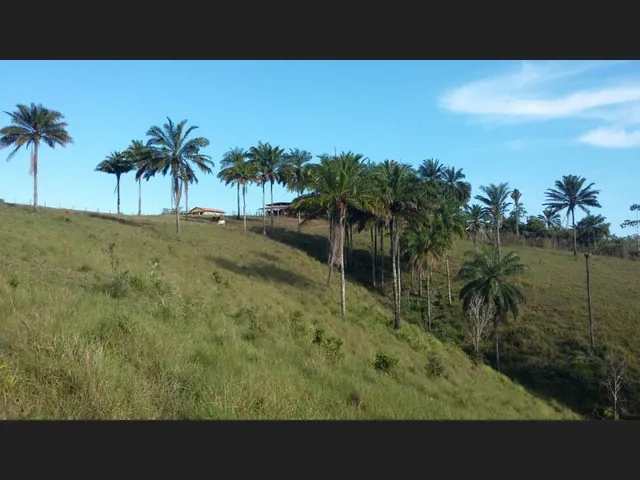 Imagem 3: Excelente Oportunidade de Investimento em Fazenda Produtiva e Documentada Como Empresa