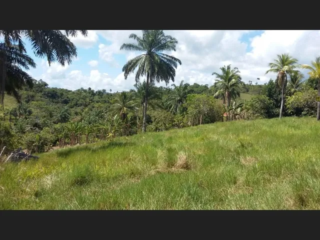 Imagem 5: Excelente Oportunidade de Investimento em Fazenda Produtiva e Documentada Como Empresa
