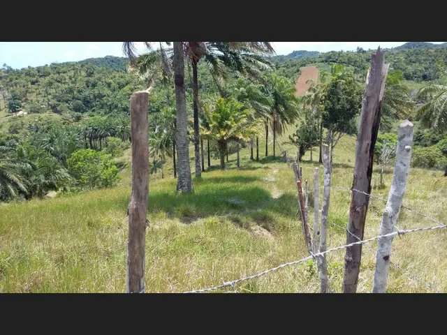 Imagem 2: Excelente Oportunidade de Investimento em Fazenda Produtiva e Documentada Como Empresa