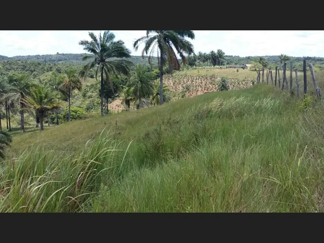 Imagem 10: Excelente Oportunidade de Investimento em Fazenda Produtiva e Documentada Como Empresa