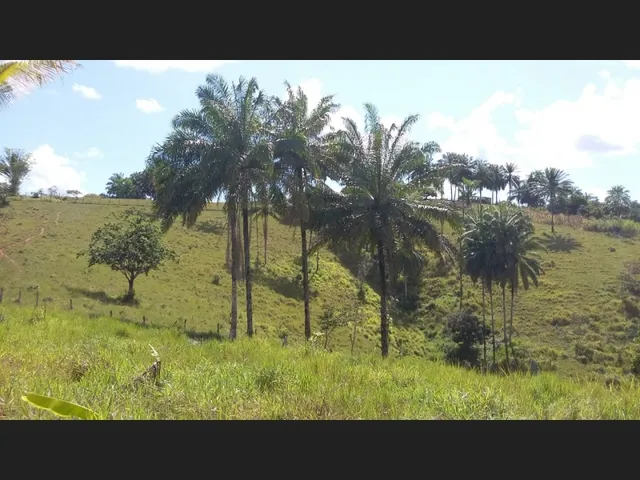 Imagem 8: Excelente Oportunidade de Investimento em Fazenda Produtiva e Documentada Como Empresa