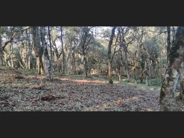 Imagem 3: Terreno 7.800M² com Tanque em Campo Alegre/ Fragosos