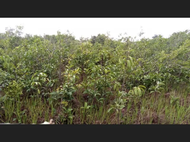 Imagem 1: R$250.000 Terra em Marapanim-Pará com 70 Hectares Documentada