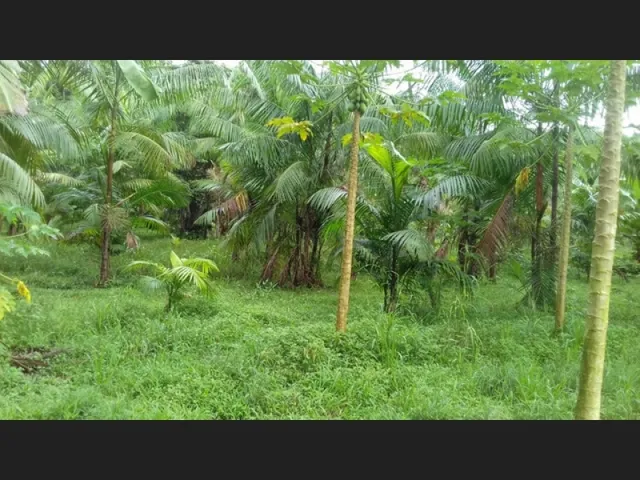 Imagem 4: R$250.000 Terra em Marapanim-Pará com 70 Hectares Documentada