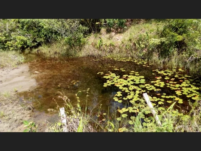 Imagem 2: R$250.000 Terra em Marapanim-Pará com 70 Hectares Documentada