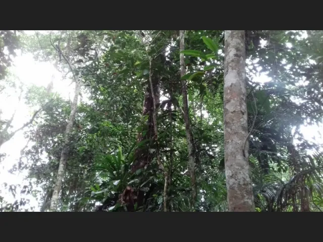 Imagem 3: R$250.000 Terra em Marapanim-Pará com 70 Hectares Documentada