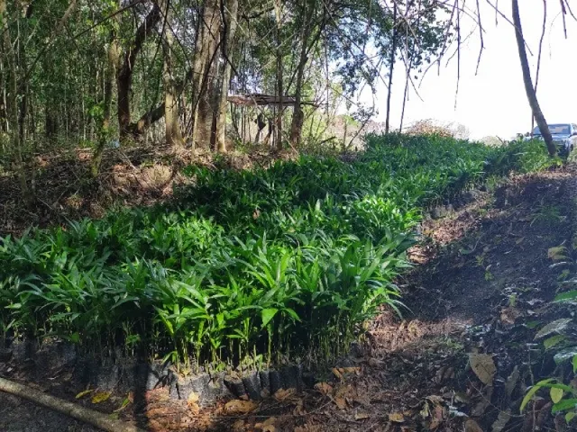 Imagem: 50 Hectares na Estrada de Igarapé Açu