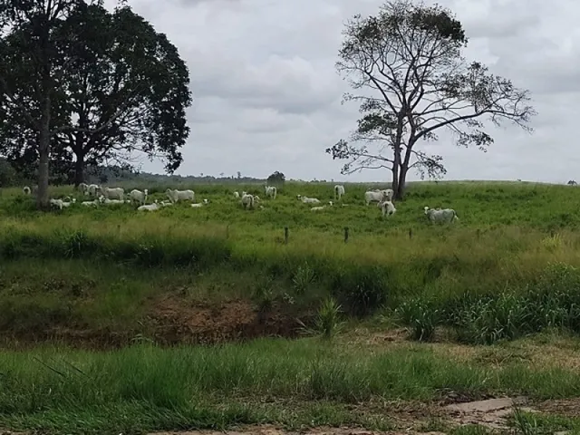Imagem: R$8.000.000 Fazenda de 230 Alqueires com