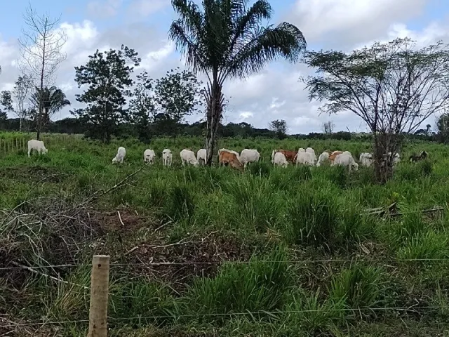 Imagem: R$ 700 Mil Fazenda de 112,5 Hectares À