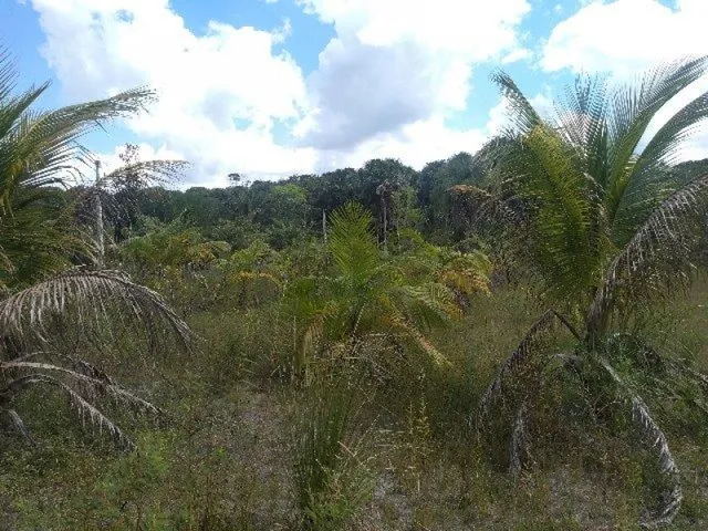 Imagem 2: R$70 Mil Sítio Próximo À Terra Alta no Pará 100X120 com Igarapé e Casa