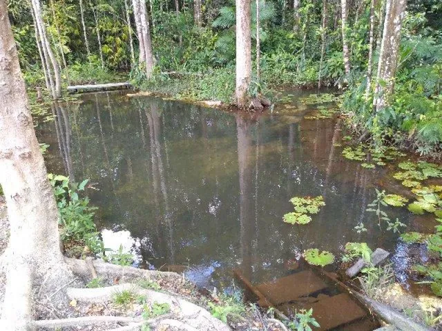 Imagem 12: R$70 Mil Sítio Próximo À Terra Alta no Pará 100X120 com Igarapé e Casa