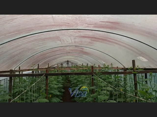 Imagem 2: Chácara com Terreno de 7.000M² em Campo Alegre