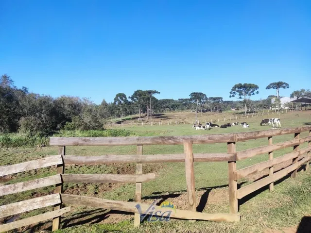Imagem 6: Chácara com Terreno de 7.000M² em Campo Alegre