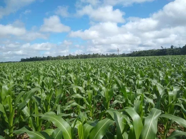 Imagem: Fazenda 217 Alqueires no Moju por R$12 Mil