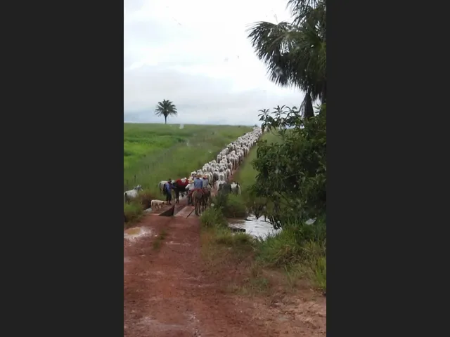 Imagem: Fazenda em Nova Monte Verde