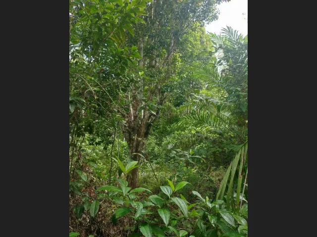 Imagem 3: Fazenda Cachoeira Boa Sorte