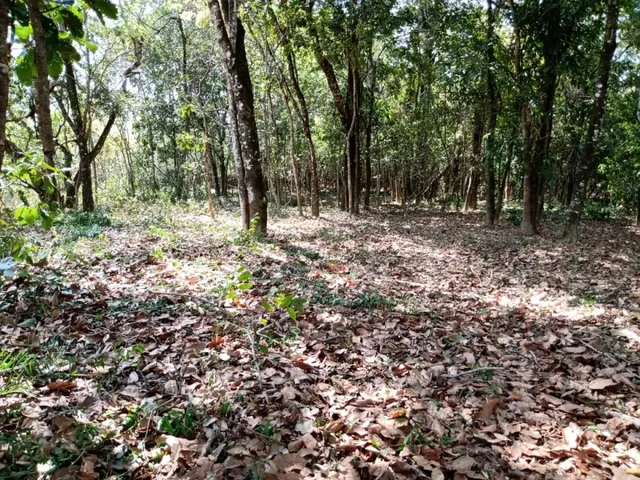 Imagem 9: Fazenda de 14 Ha em Itaguara no Rio Para