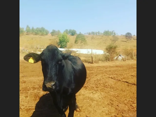 Imagem: Fazendinha de 9 Ha em Passa Tempo