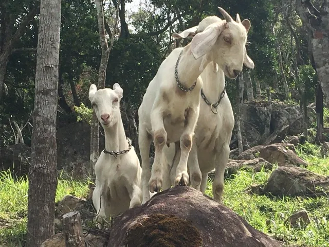 Imagem 12: Sitio À Venda em Florianópolis no Bairro Ratones