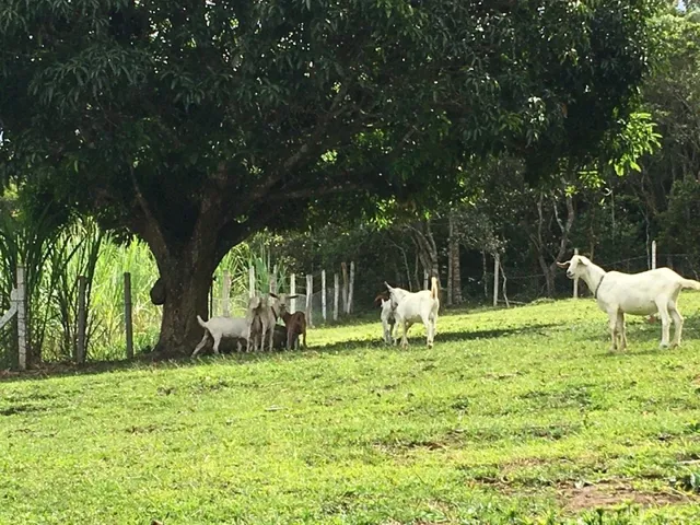 Imagem 4: Sitio À Venda em Florianópolis no Bairro Ratones