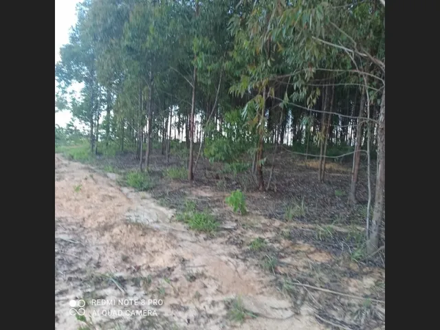 Imagem: Fazenda de 165 Ha 3M Caetanopolis