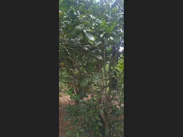 Imagem 4: Vende-Se Sítio Próximo a Cachoeira da Roda D&Amp;Amp;Apos;Água e Três Salto em