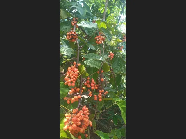 Imagem 11: Vende-Se Sítio Próximo a Cachoeira da Roda D&Amp;Amp;Apos;Água e Três Salto em