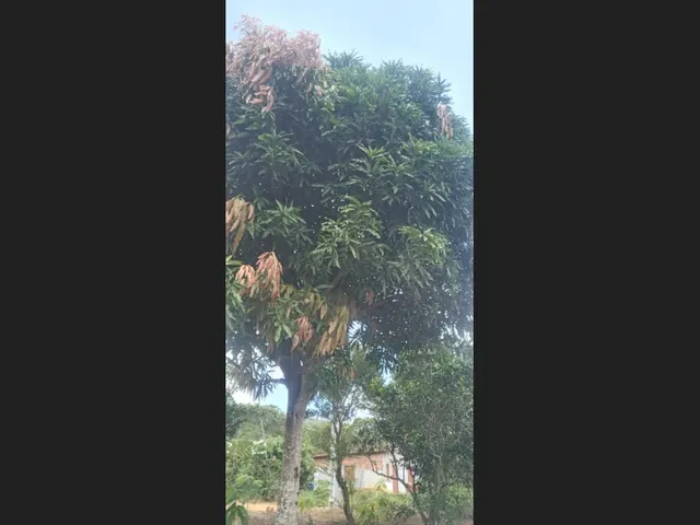 Imagem 5: Vende-Se Sítio Próximo a Cachoeira da Roda D&Amp;Amp;Apos;Água e Três Salto em