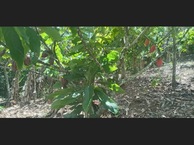 Imagem 9: Vende-Se Sítio Próximo a Cachoeira da Roda D&Amp;Amp;Apos;Água e Três Salto em