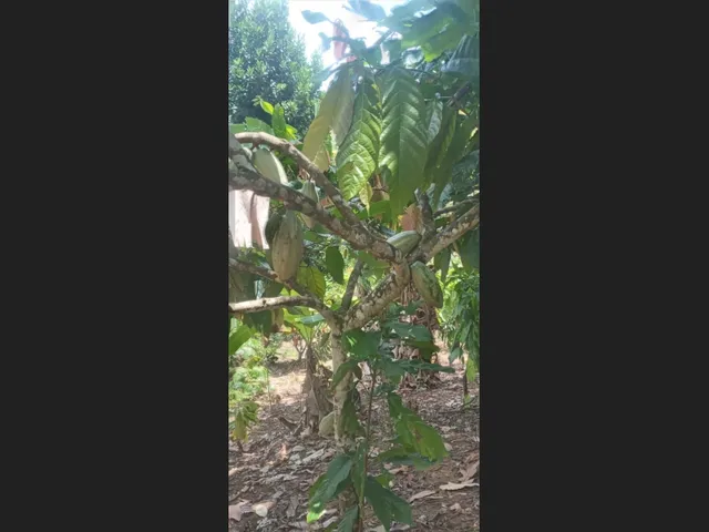Imagem 10: Vende-Se Sítio Próximo a Cachoeira da Roda D&Amp;Amp;Apos;Água e Três Salto em