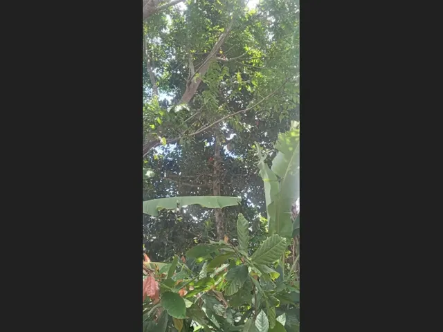 Imagem 6: Vende-Se Sítio Próximo a Cachoeira da Roda D&Amp;Amp;Apos;Água e Três Salto em
