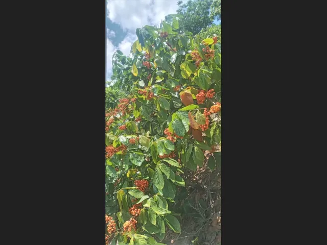 Imagem 8: Vende-Se Sítio Próximo a Cachoeira da Roda D&Amp;Amp;Apos;Água e Três Salto em