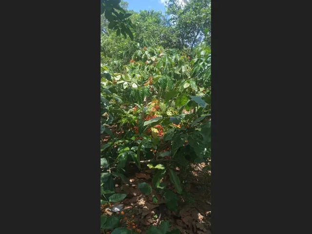Imagem 7: Vende-Se Sítio Próximo a Cachoeira da Roda D&Amp;Amp;Apos;Água e Três Salto em