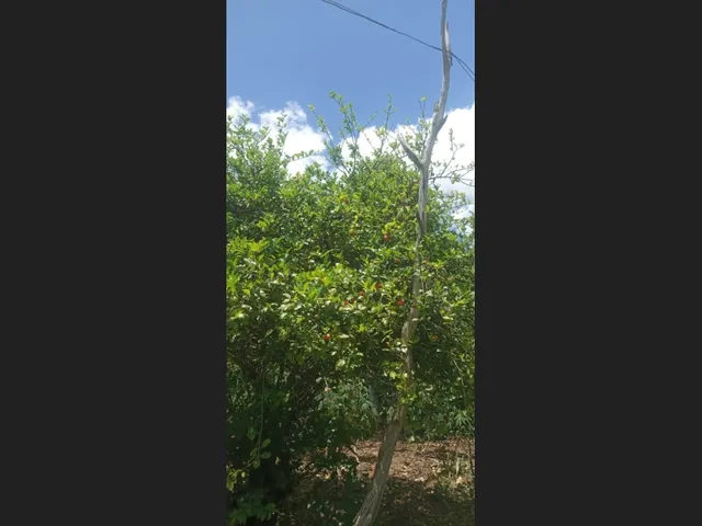 Imagem 12: Vende-Se Sítio Próximo a Cachoeira da Roda D&Amp;Amp;Apos;Água e Três Salto em