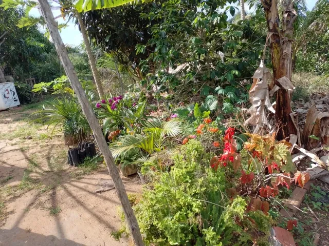 Imagem 4: Sítio com Casa em Ibiapina-Ce