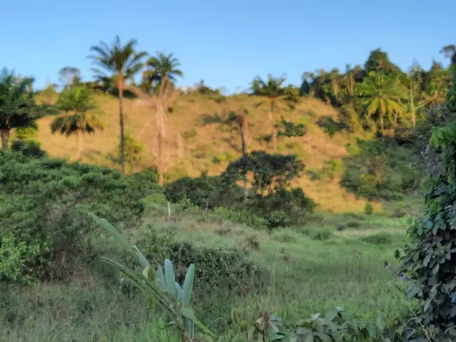 Imagem: Fazenda em Jaguaripe