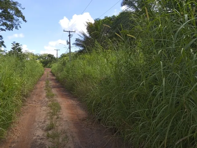 Imagem 15: Vendo Sitio com 2,5 Tarefas e Nascente em Catu - Ba