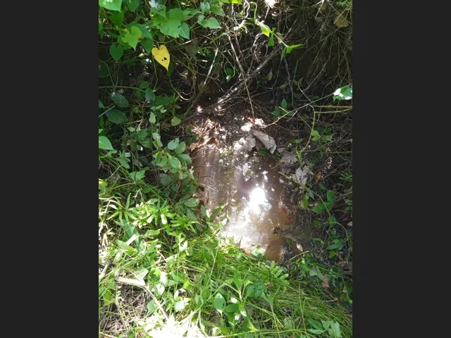 Imagem 9: Vendo Sitio com 2,5 Tarefas e Nascente em Catu - Ba