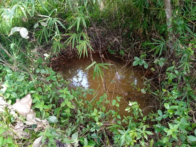 Imagem 13: Vendo Sitio com 2,5 Tarefas e Nascente em Catu - Ba