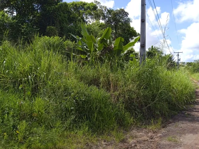 Imagem 2: Vendo Sitio com 2,5 Tarefas e Nascente em Catu - Ba