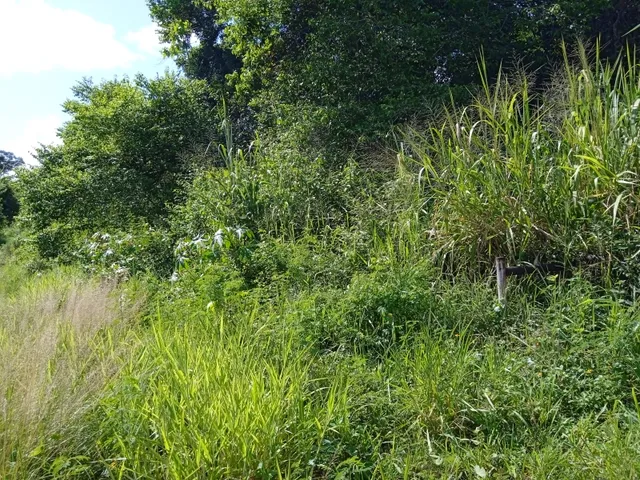 Imagem 8: Vendo Sitio com 2,5 Tarefas e Nascente em Catu - Ba
