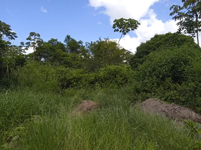 Imagem 12: Vendo Sitio com 2,5 Tarefas e Nascente em Catu - Ba
