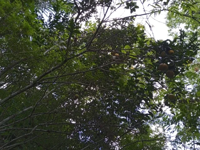 Imagem 10: Vendo Sitio com 2,5 Tarefas e Nascente em Catu - Ba