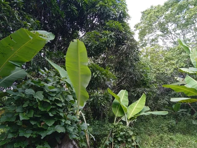 Imagem 4: Vendo Sitio com 2,5 Tarefas e Nascente em Catu - Ba